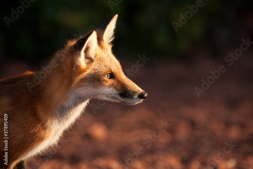Photo: Red fox in Prince Edward Island national park Red fox in Prince Edward Island national park