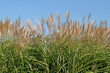 Silberfahnengras - Miscanthus sacchariflorus