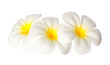 Fleur frangipanier