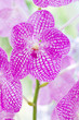 detailn&iacute;m purple orchideje