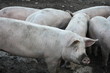 herd of domestic pigs