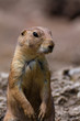 Foto: Prairie dog portrait in Salzburg zoo Prairie dog portrait in Salzburg zoo