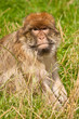 Barbary Macaque