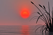 Reeds