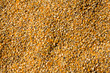 Grains of maize background