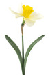 daffodil