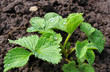 Sprout of strawberry on a bed