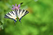Swallowtail butterfly