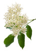 Holunderblüten