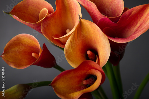 Photo: Orange Calla lilies(Zantedeschia) over black Orange Calla lilies(Zantedeschia) over black