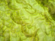 cabbage texture