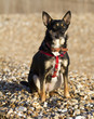 Kelpie Dog on a beach