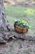 canvas print picture Basket with flowers