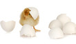 chick and egg
