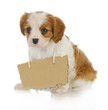 puppy with a message