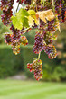 Grapes on the Vine