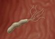Helicobacter pylori