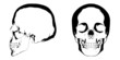 Skull Vector