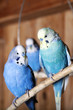 Blue budgie is sitting on a branch in an aviary Blue budgie is sitting on a branch in an aviary