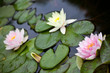 Water lily flowers