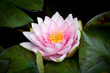 Water Lily flower