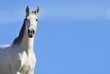 Photo: White horse on the sky White horse on the sky