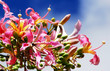 ceiba speciosa
