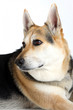 Foto: Schäferhund Schäferhund