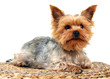 Foto: Yorkshire Terrier Yorkshire Terrier