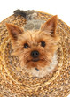 Foto: Yorkshire Terrier von oben Yorkshire Terrier von oben