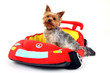 Foto: Yorkshire Terrier im Auto Yorkshire Terrier im Auto