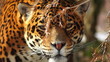 Video: jaguar guarding jaguar guarding