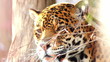 Video: jaguar guarding jaguar guarding