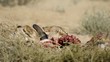 African lions feeding on a carcass, Kalahari, South Africa