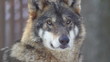wolf in forest with snow