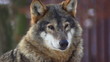 wolf in forest with snow