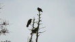 Video: crow in the top of trees crow in the top of trees