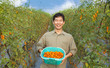 middle aged happy asian farmer holding tomato on his farm middle aged happy asian farmer holding tomato on his farm