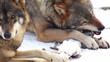 wolf in forest with snow