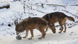 wolf in forest with snow