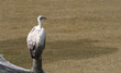 Vulture