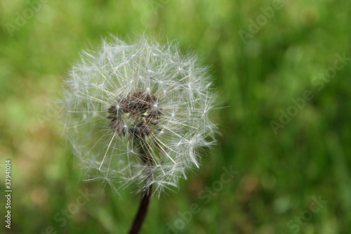 Photo: Seed Dispersal Stage Seed Dispersal Stage