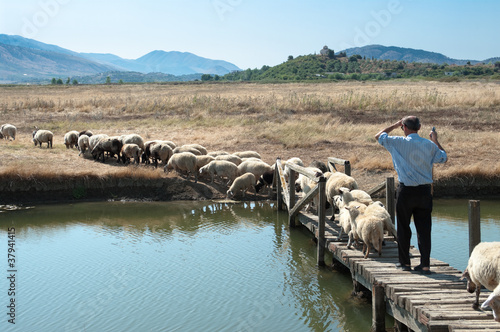 a shepherd is leading his flock on a wooden bridge to pasture