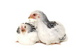 Chickens on white background