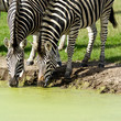Zebras are dirnking water