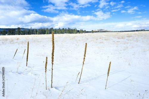 Photo: Snowy wilderness Snowy wilderness