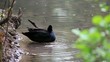Ente im Wasser