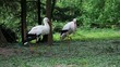 Sörche auf der Wiese