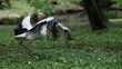 Störche streiten auf der Wiese