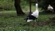 Storch suchend auf der Wiese